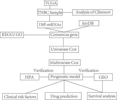 Ferroptosis and triple-negative breast cancer: Potential therapeutic targets